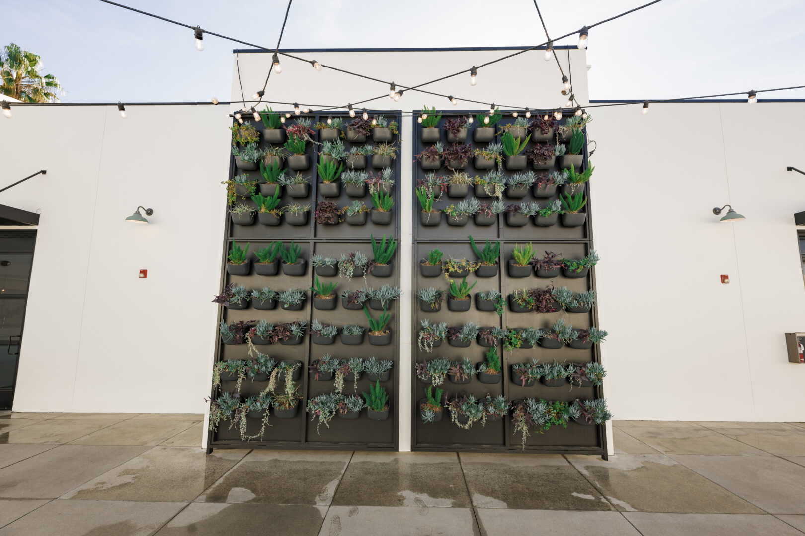 A vertical garden with multiple rows of potted succulents is displayed on a white wall outside, under string lights. The ground appears wet.