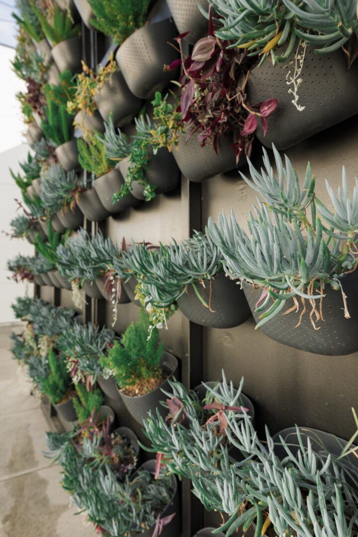 Wall-mounted rows of black planters filled with various green and purple succulents and plants create a vertical garden along a light outdoor walkway.