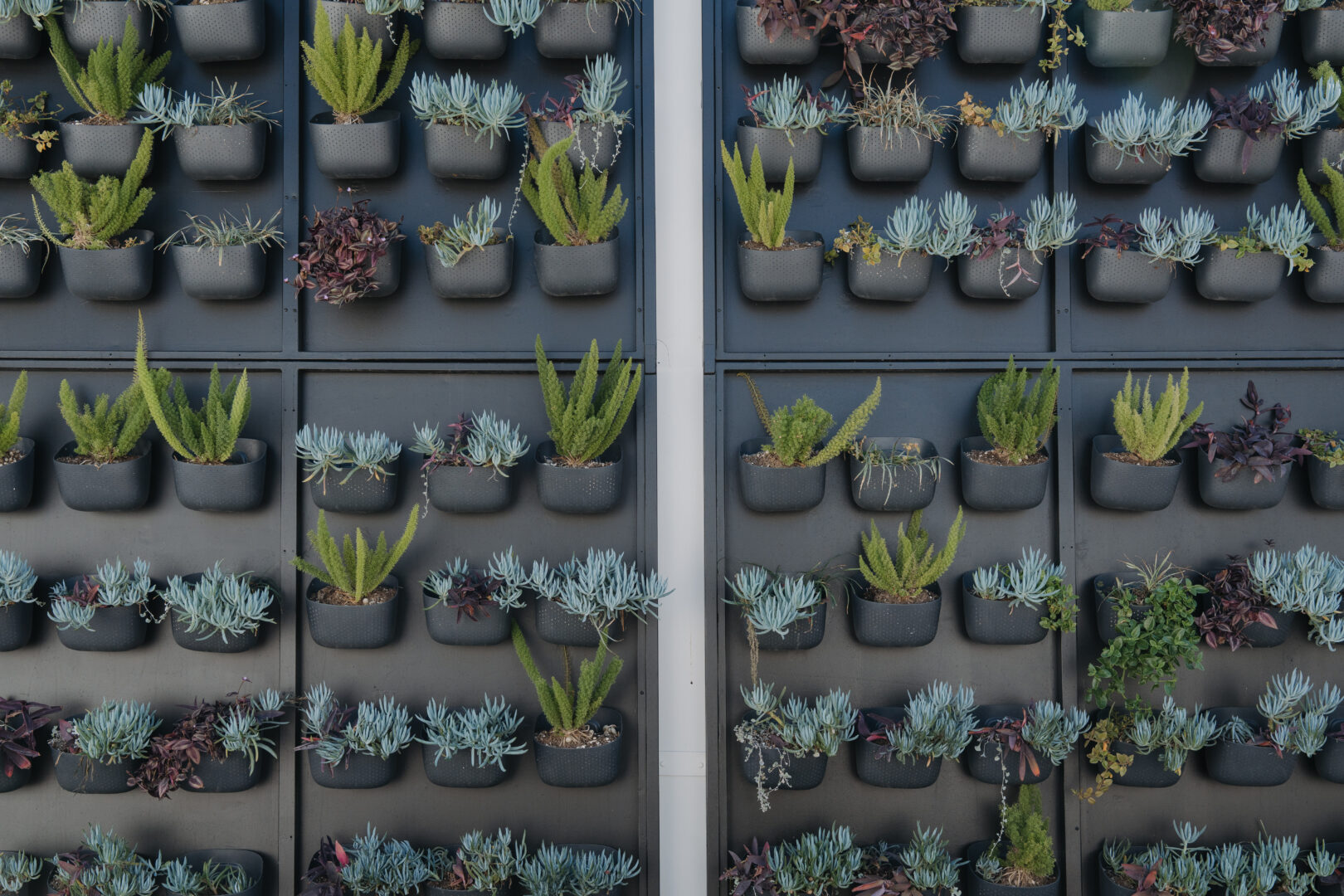 A vertical garden with rows of small black pots containing a variety of succulents and green plants arranged neatly on a gray wall.
